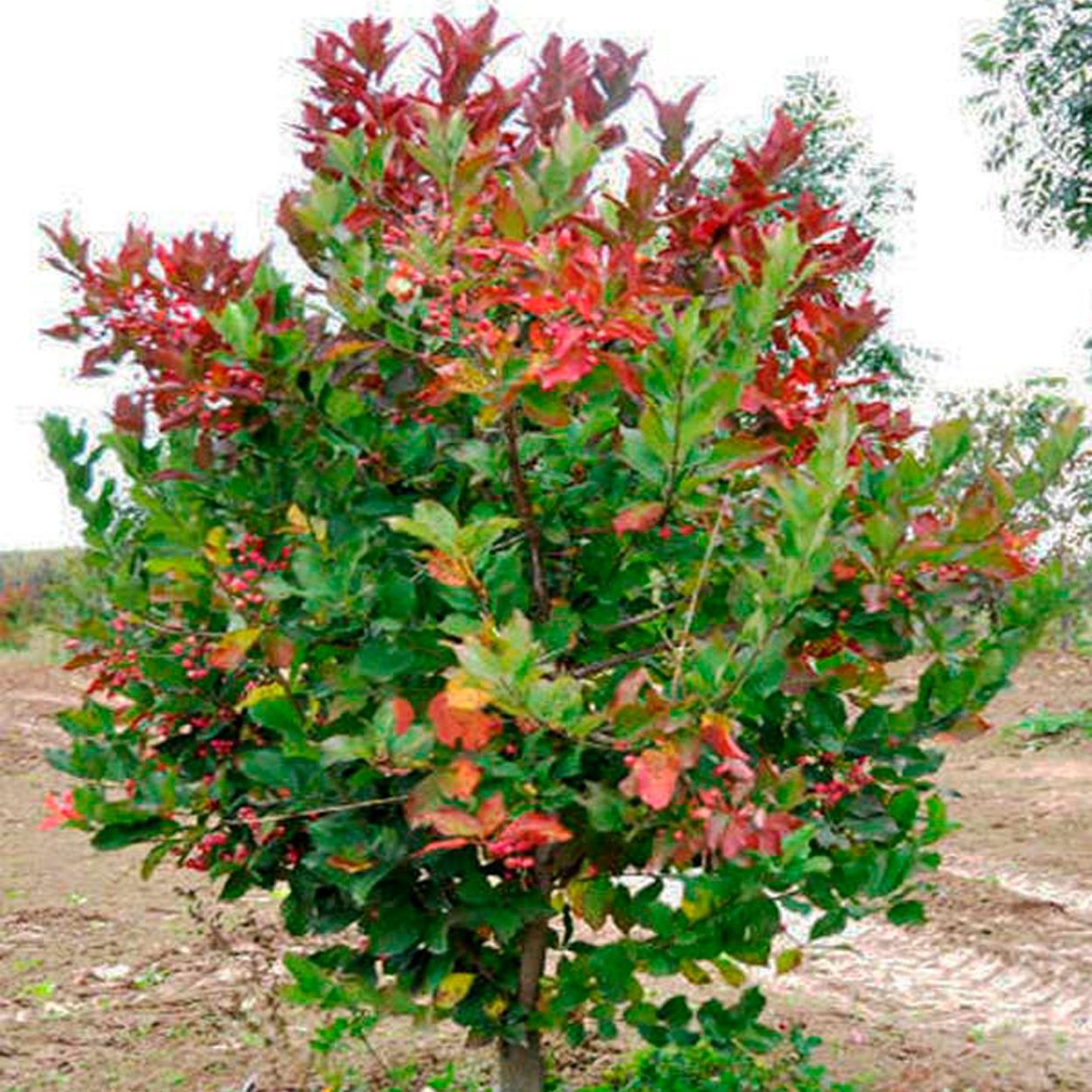 Бересклет ред Каскад