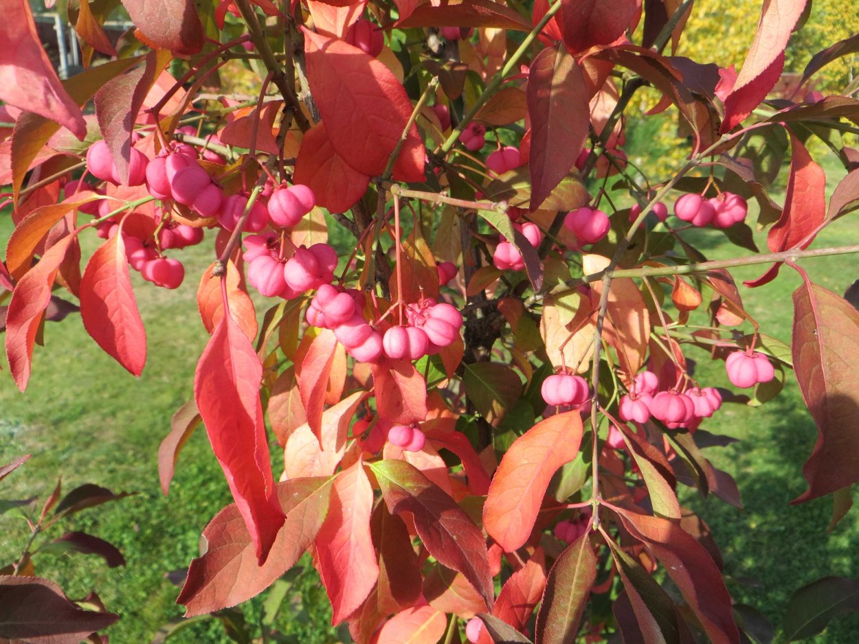 Бересклет Европейский ред Каскэйд