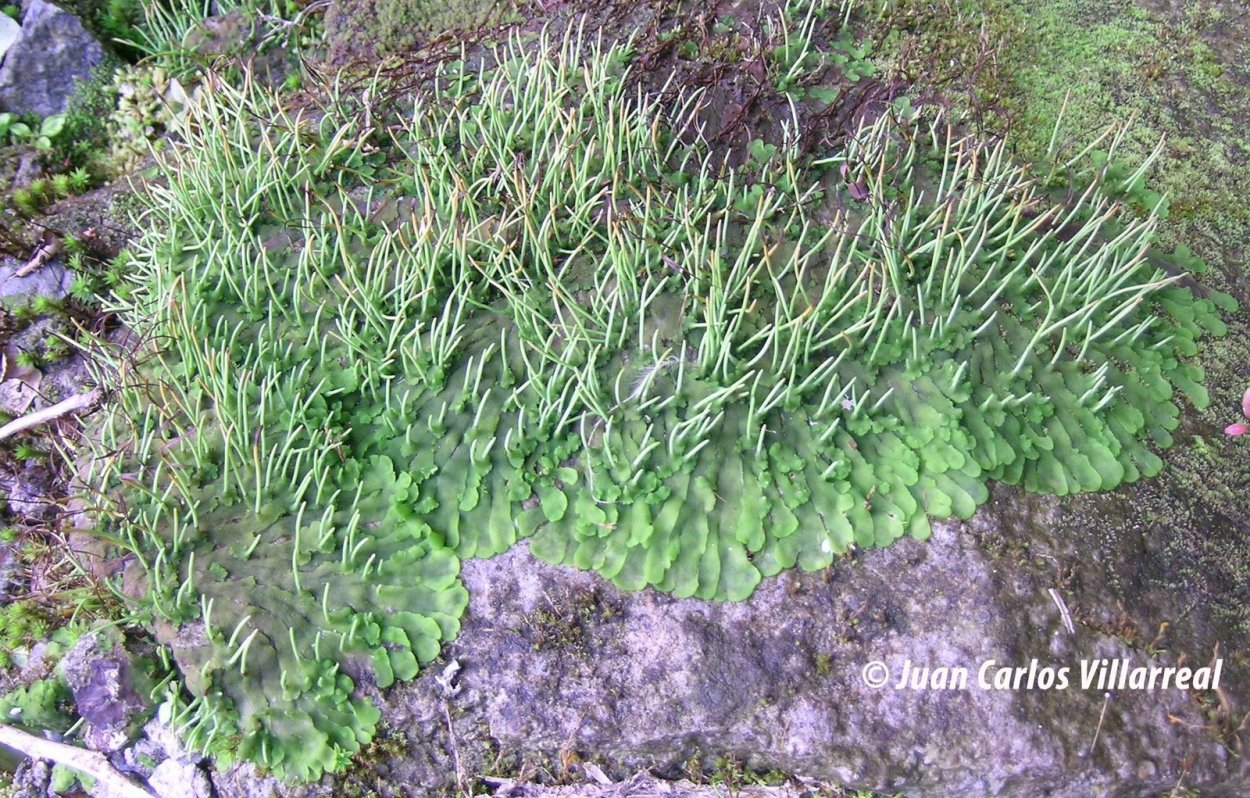 Нототилас мох