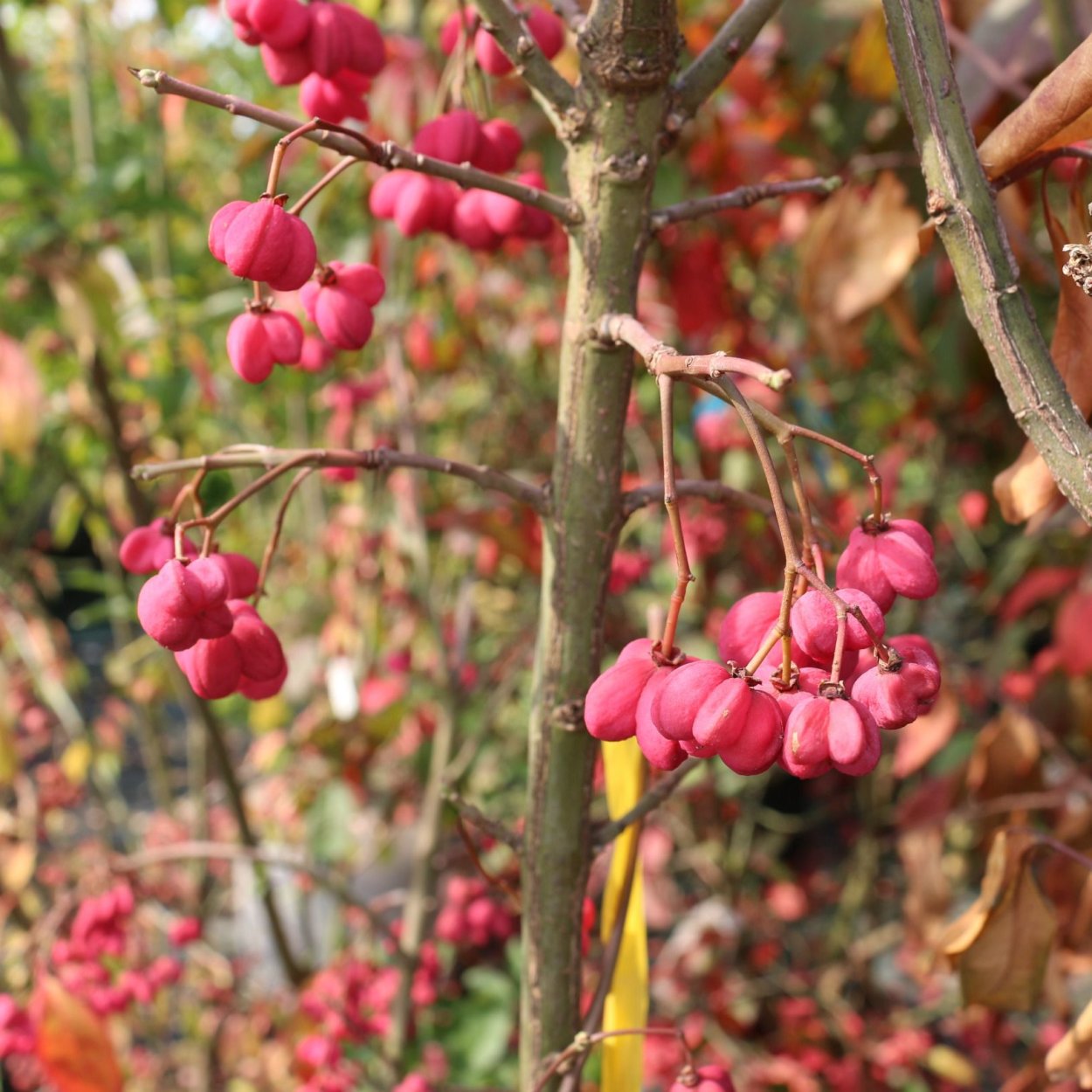 Берескдлед Европейский Рэд Каскад