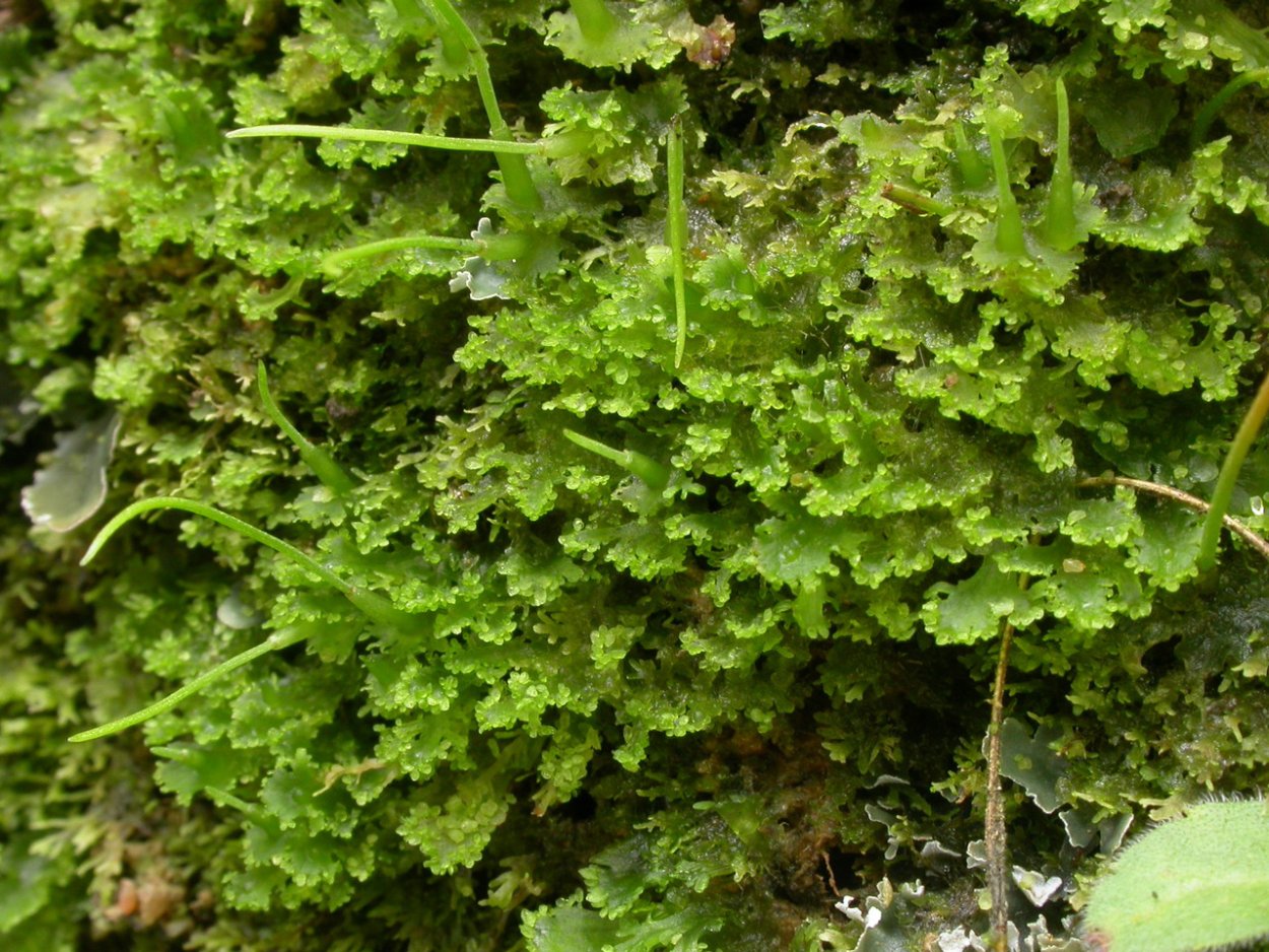 Антоцеротовые мхи фолиоцерос