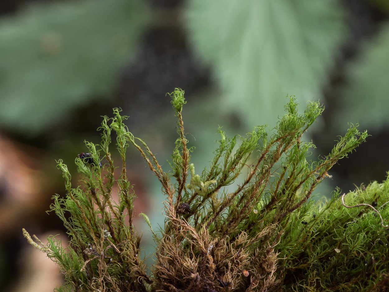 Класса Bryopsida - листостебельные мхи.