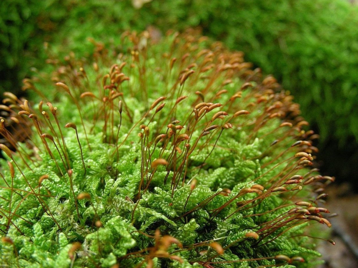 Антоцеротовые мхи
