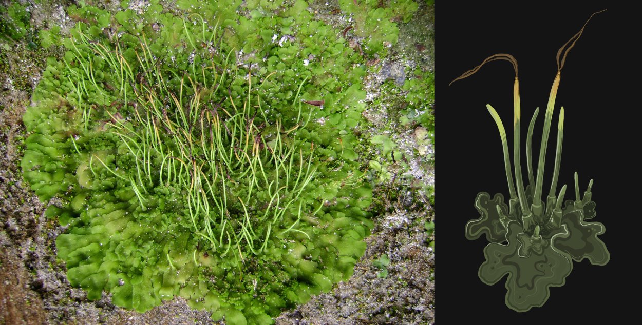 Гаметангии антоцеротовых мхов