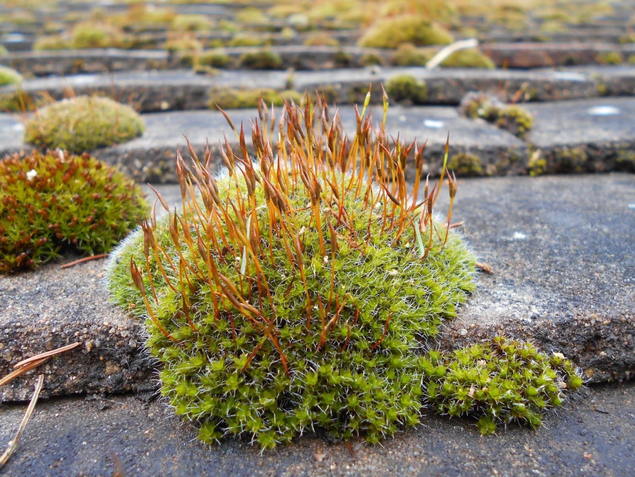 Тортула стенная мох