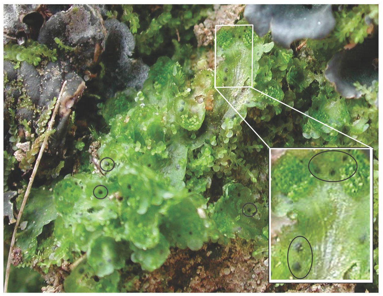Антоцерос гладкий мох