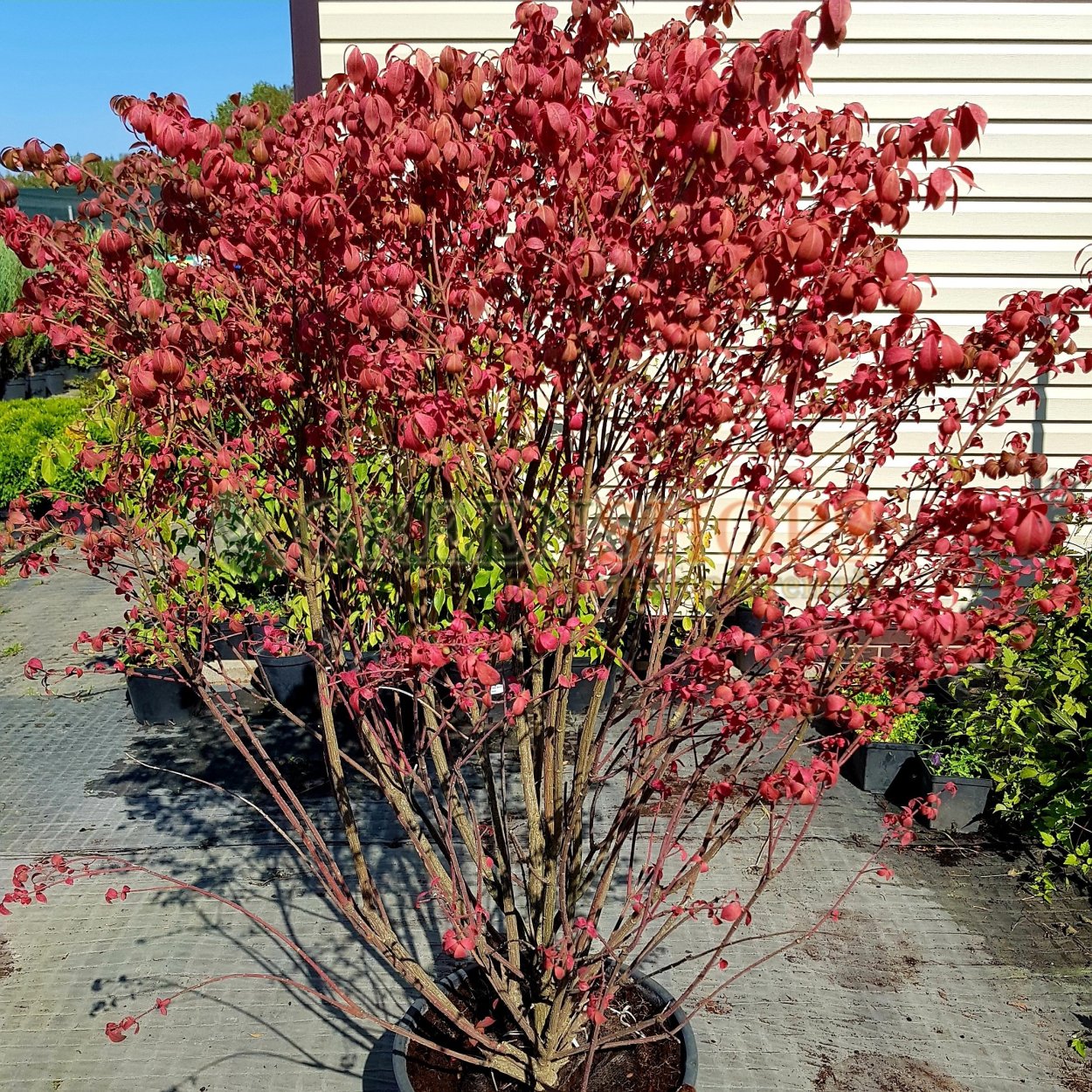 Бересклет крылатый Компактус