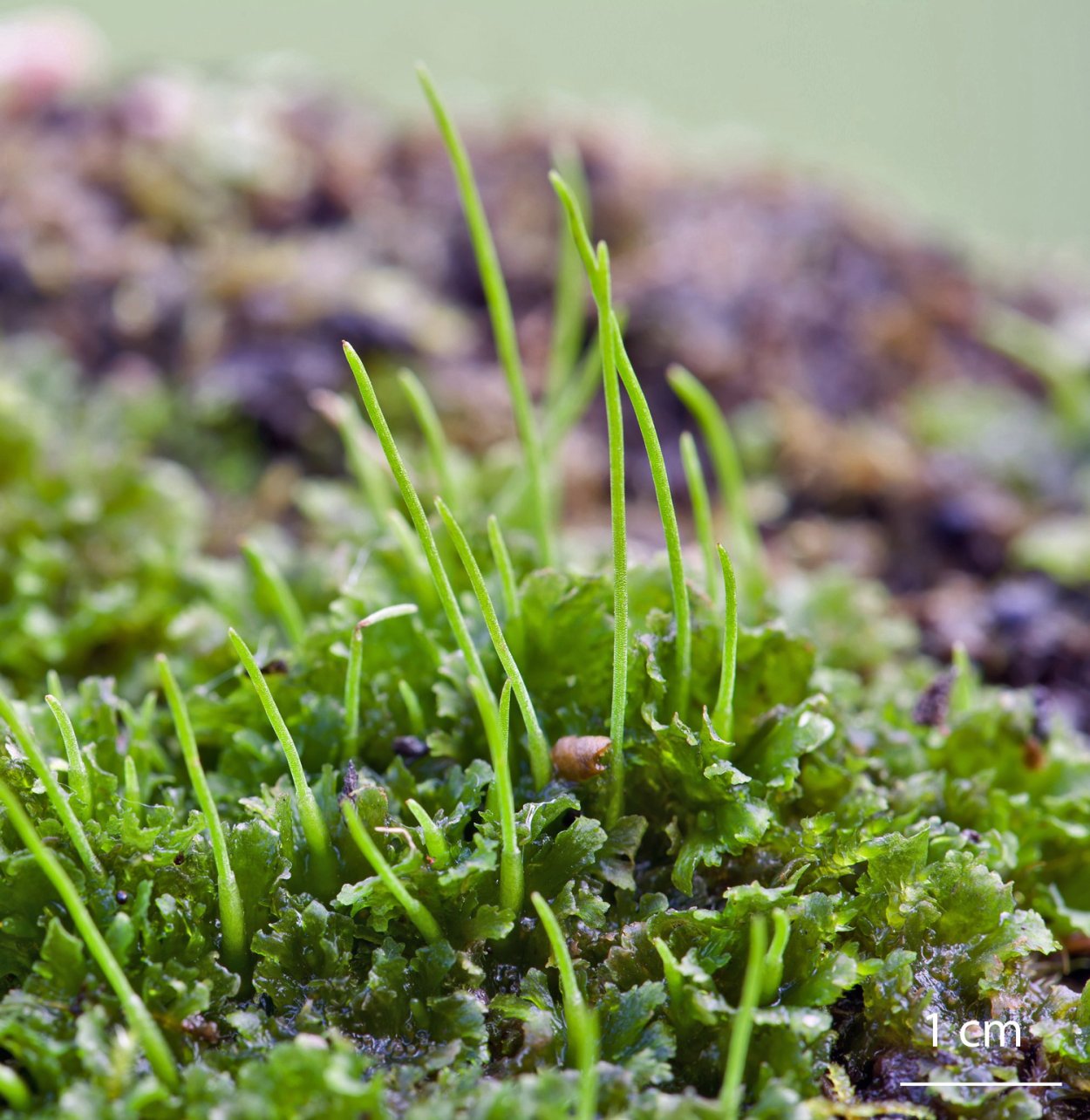 Антоцеротовые мхи