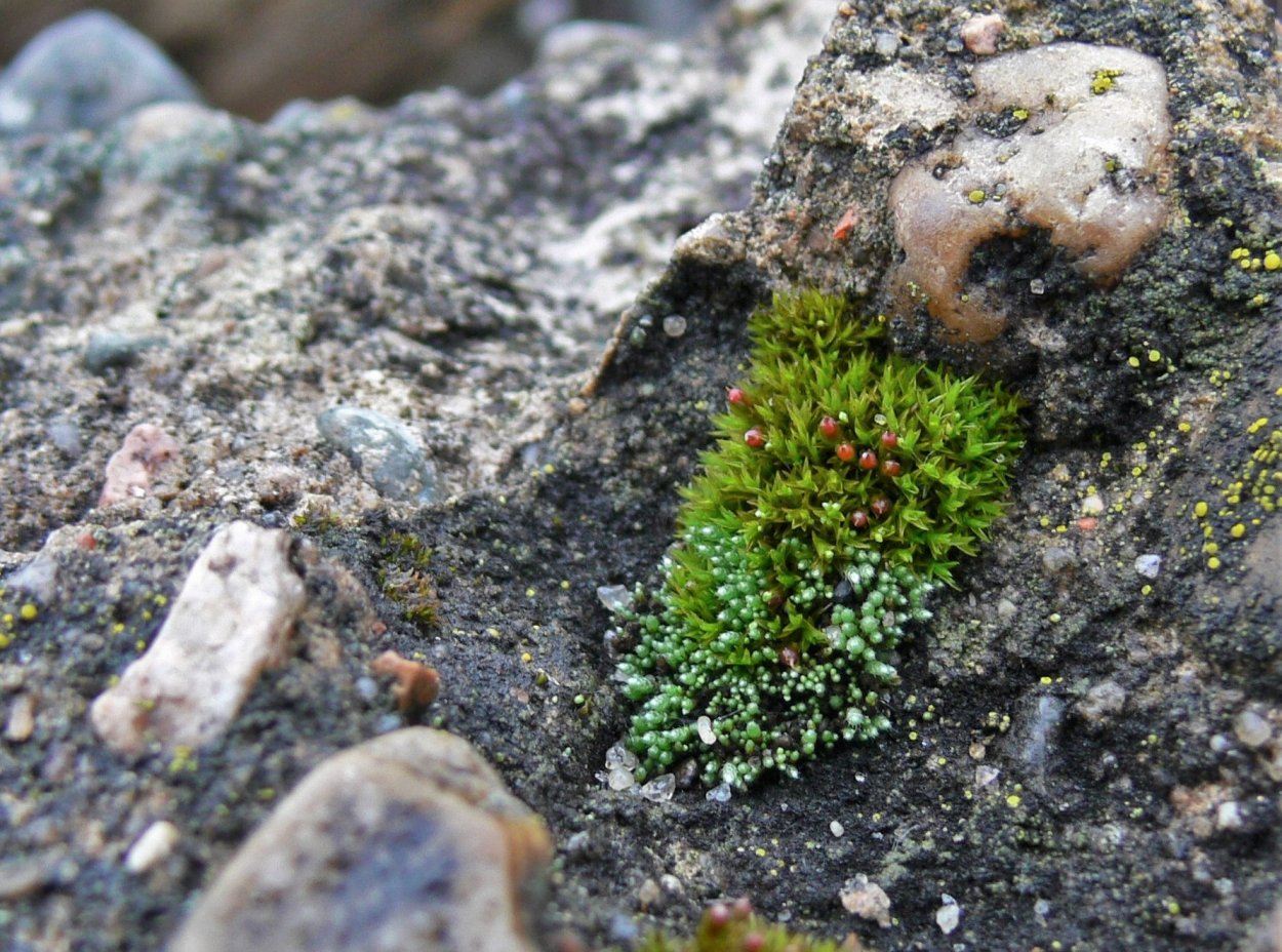 Мох серебристый