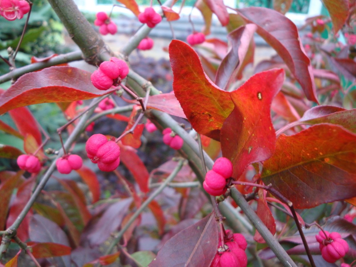 Бересклет Европейский Red Cascad