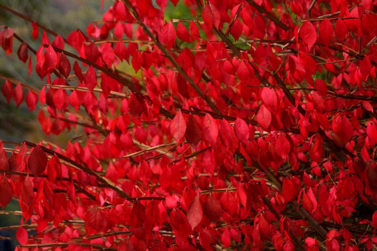 Бересклет крылатый Нана