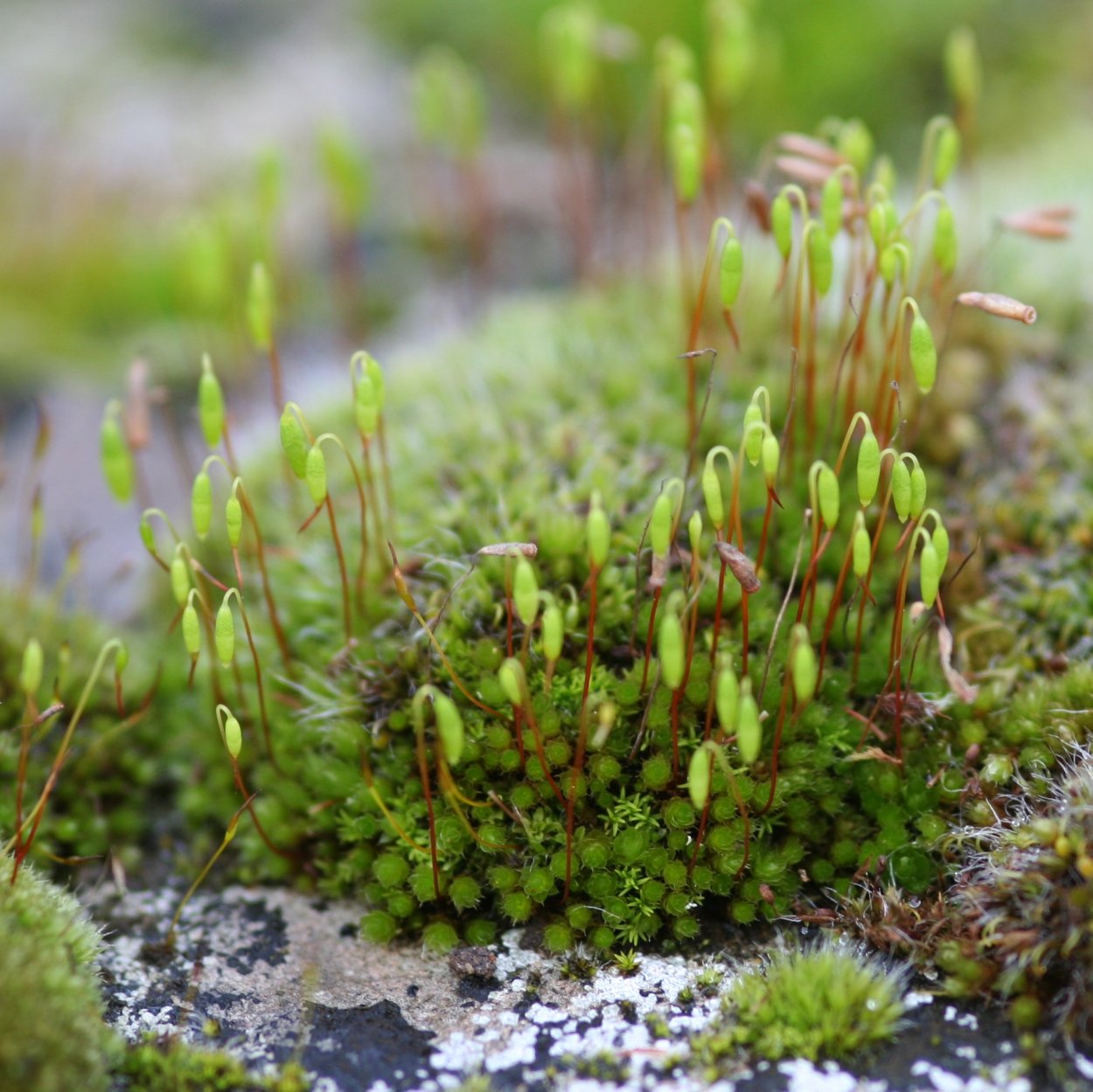 Мох бриум волосовидная