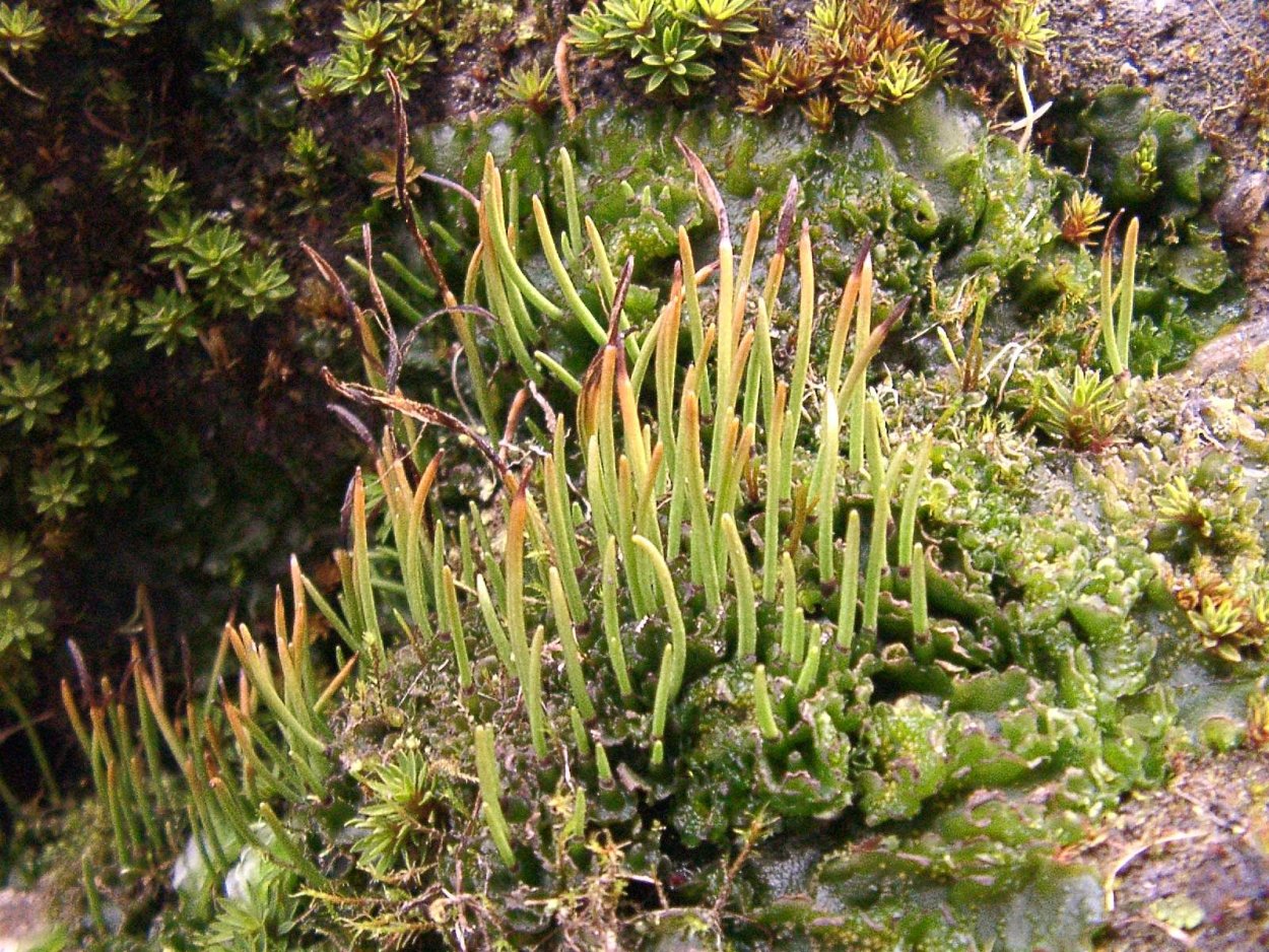 Отряд мохообразные