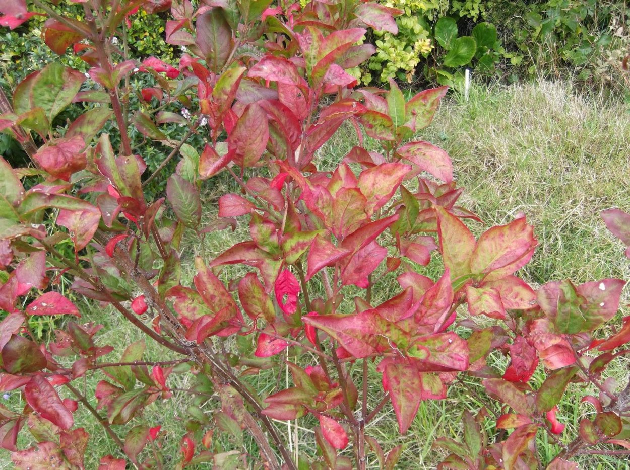 Бересклет Европейский ред Каскэйд