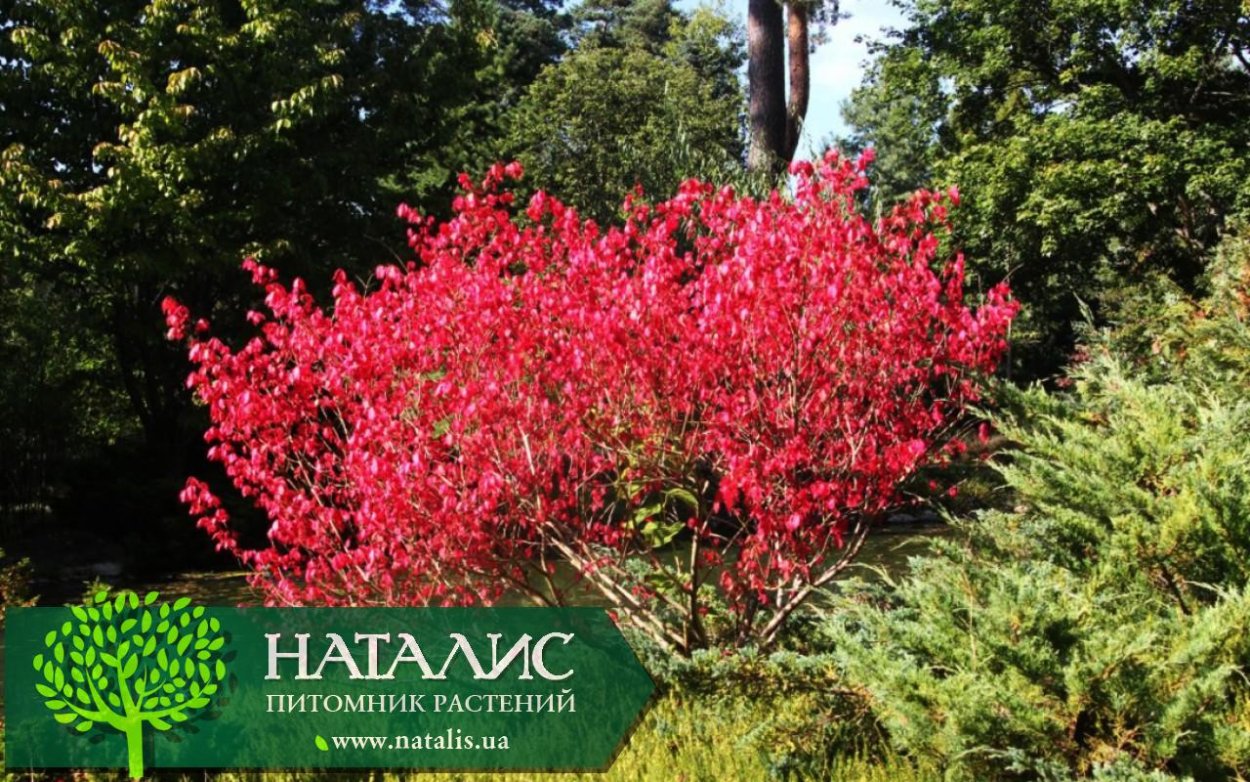 Бересклет ред Каскад