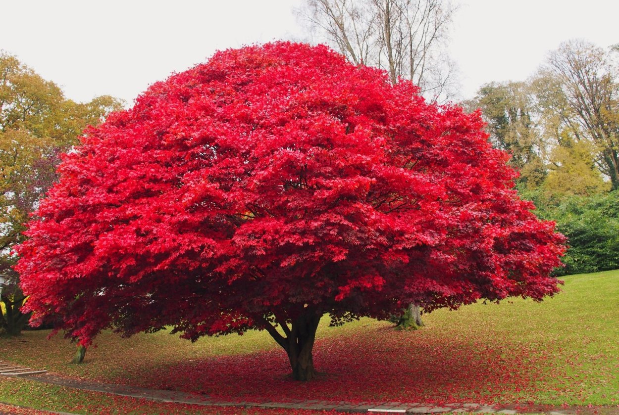 Бересклет крылатый Euonymus alatus