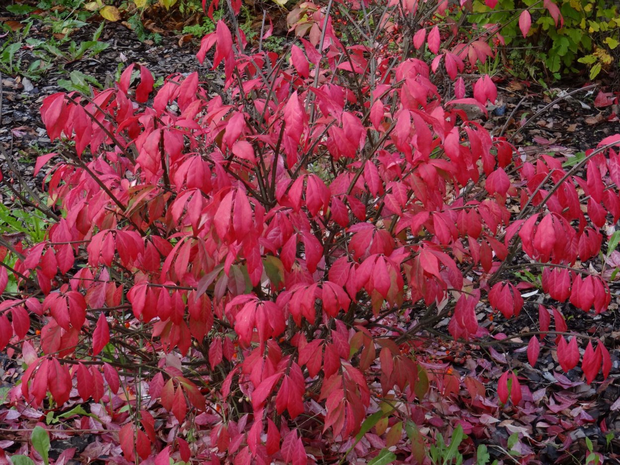 Бересклет крылатый Компактус