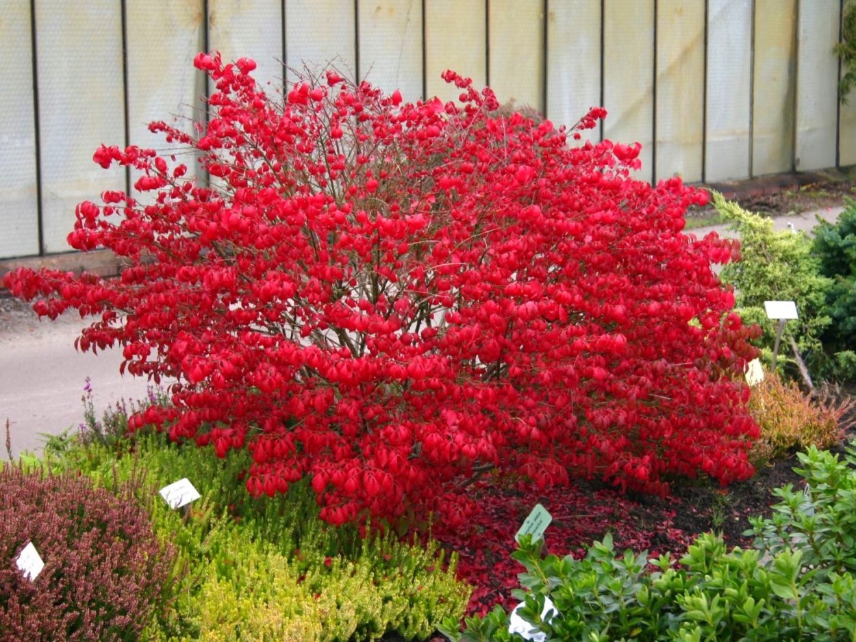 Бересклет Европейский ред Каскад