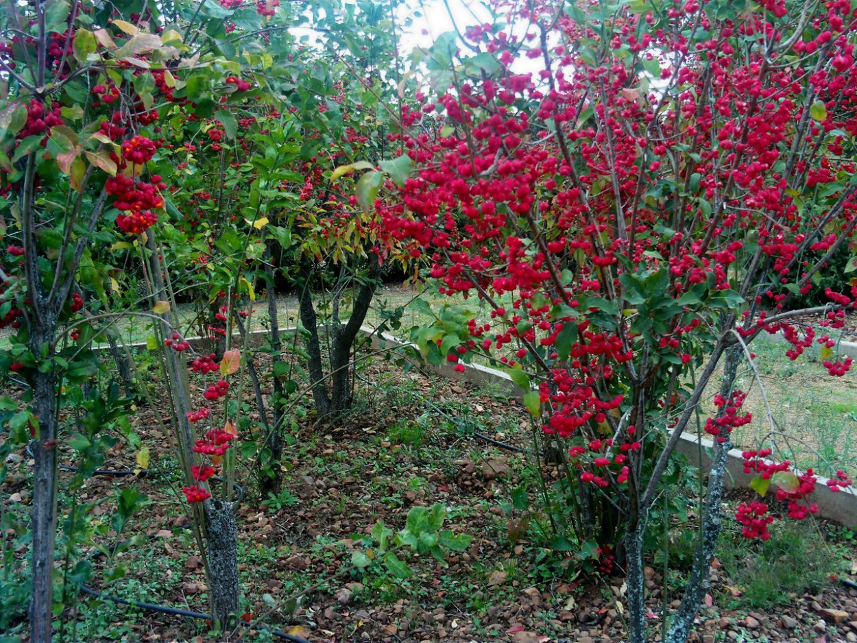 Бересклет Европейский Рэд Каскад