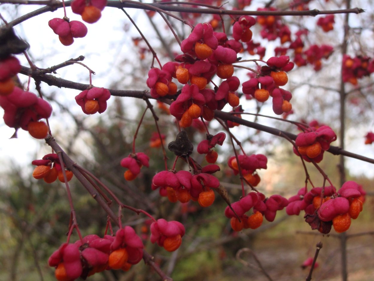 Бересклет Европейский (Euonymus europaeus)