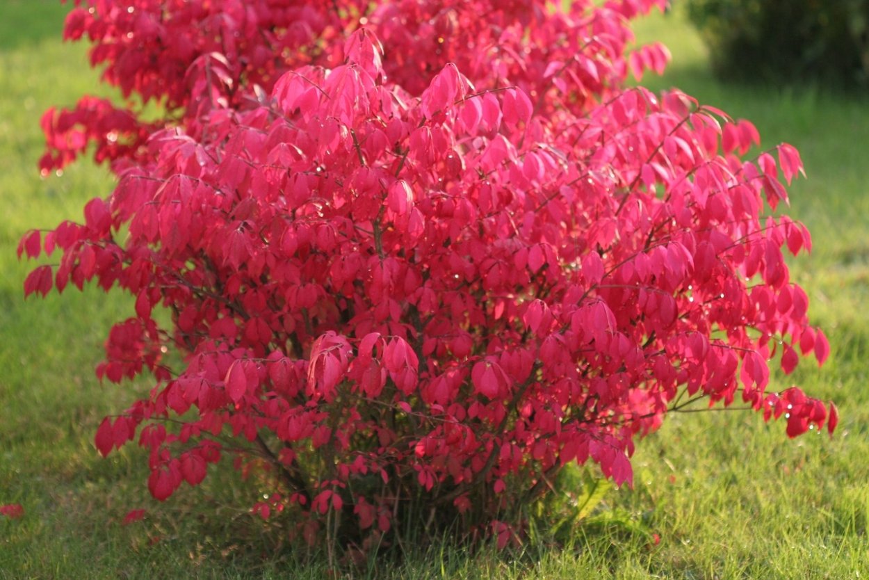 Бересклет крылатый Европейский