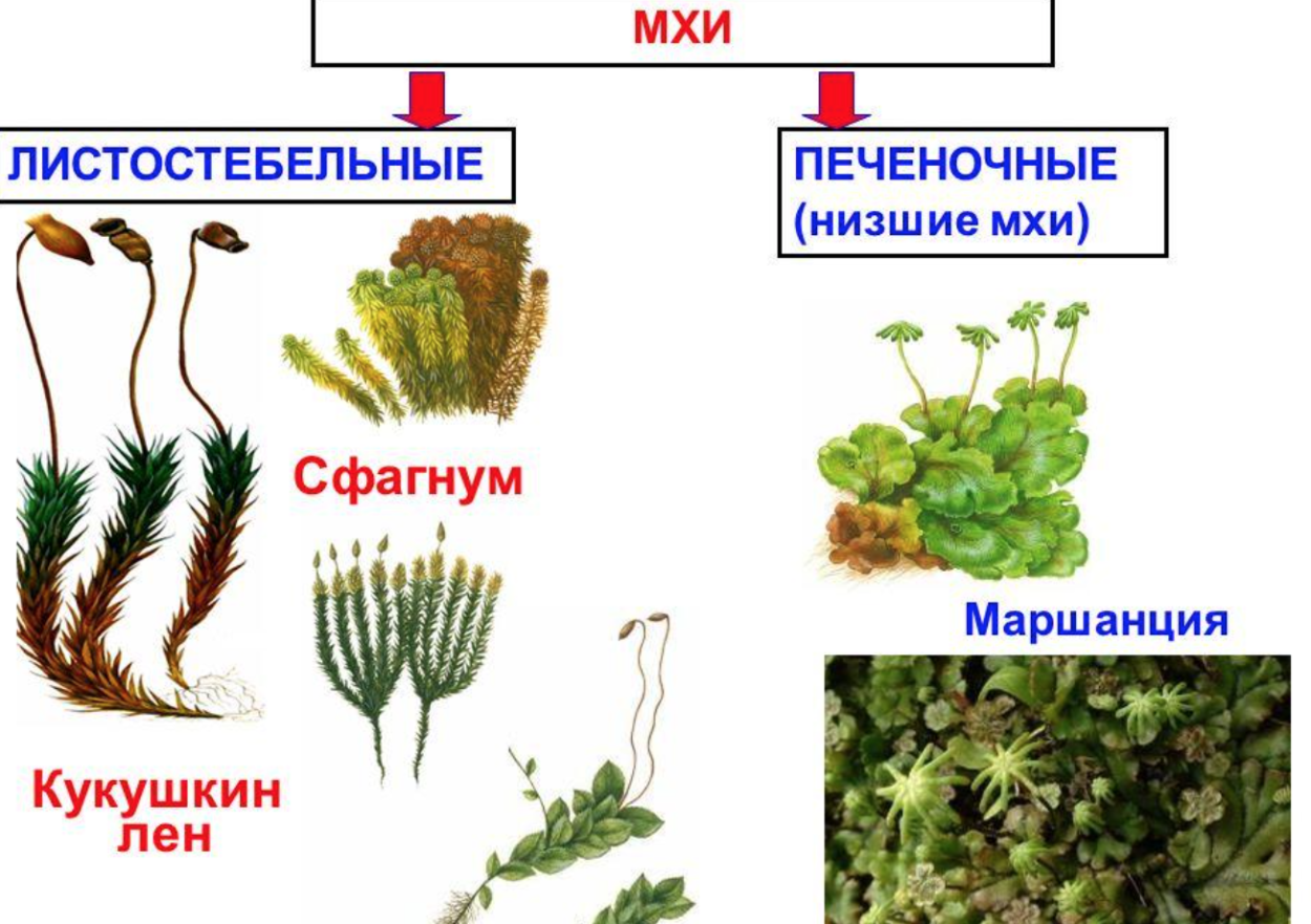 Печеночники и листостебельные мхи