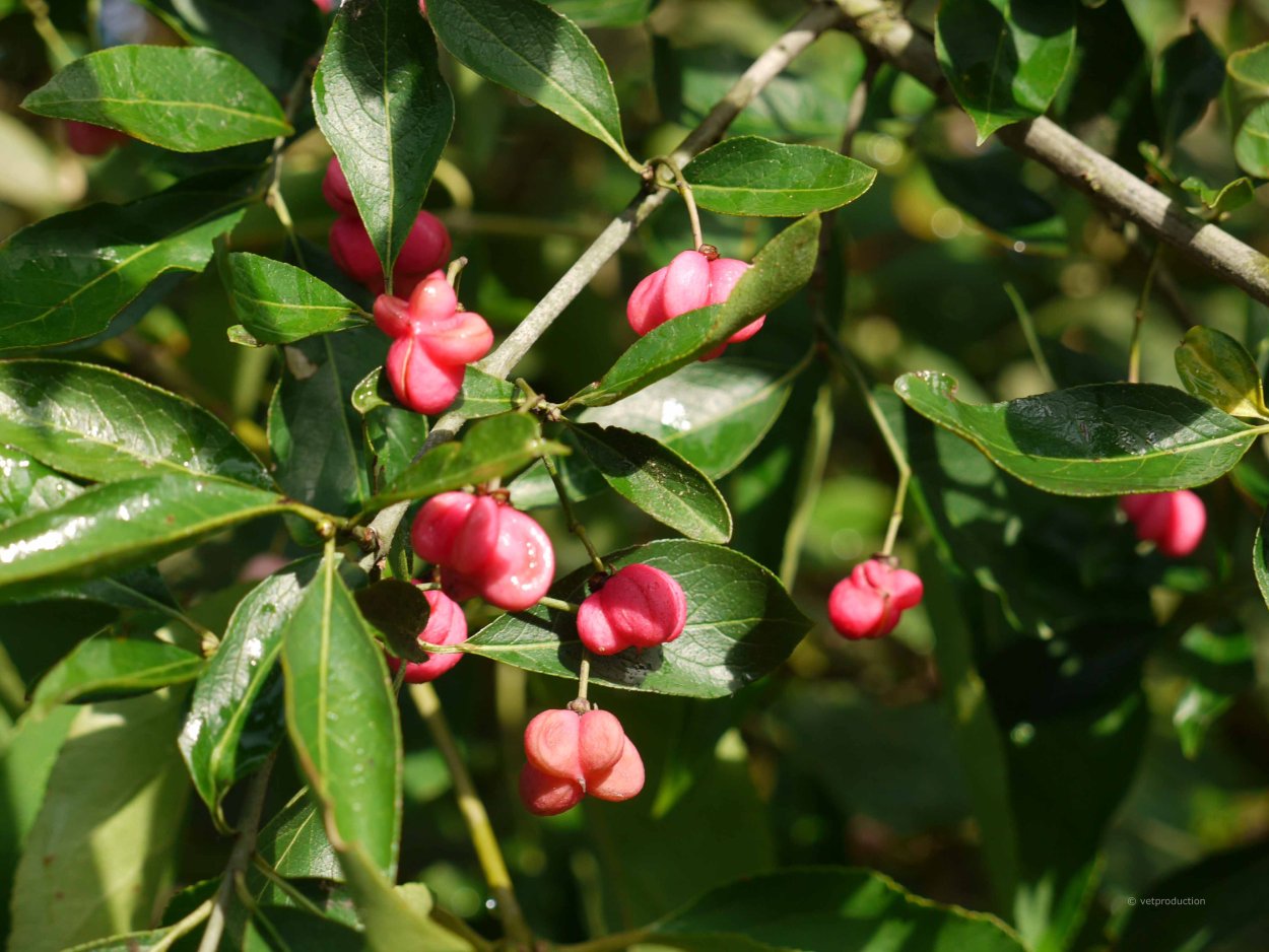 Бересклет Коопмана