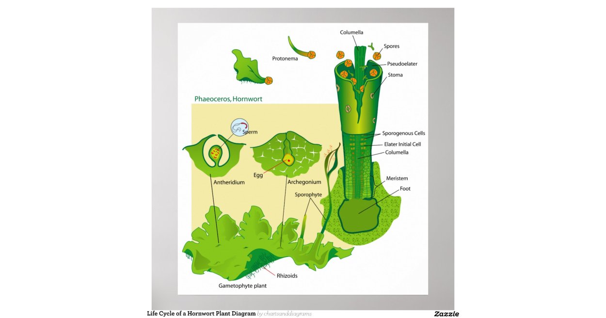 Антоцеротовые жизненный цикл