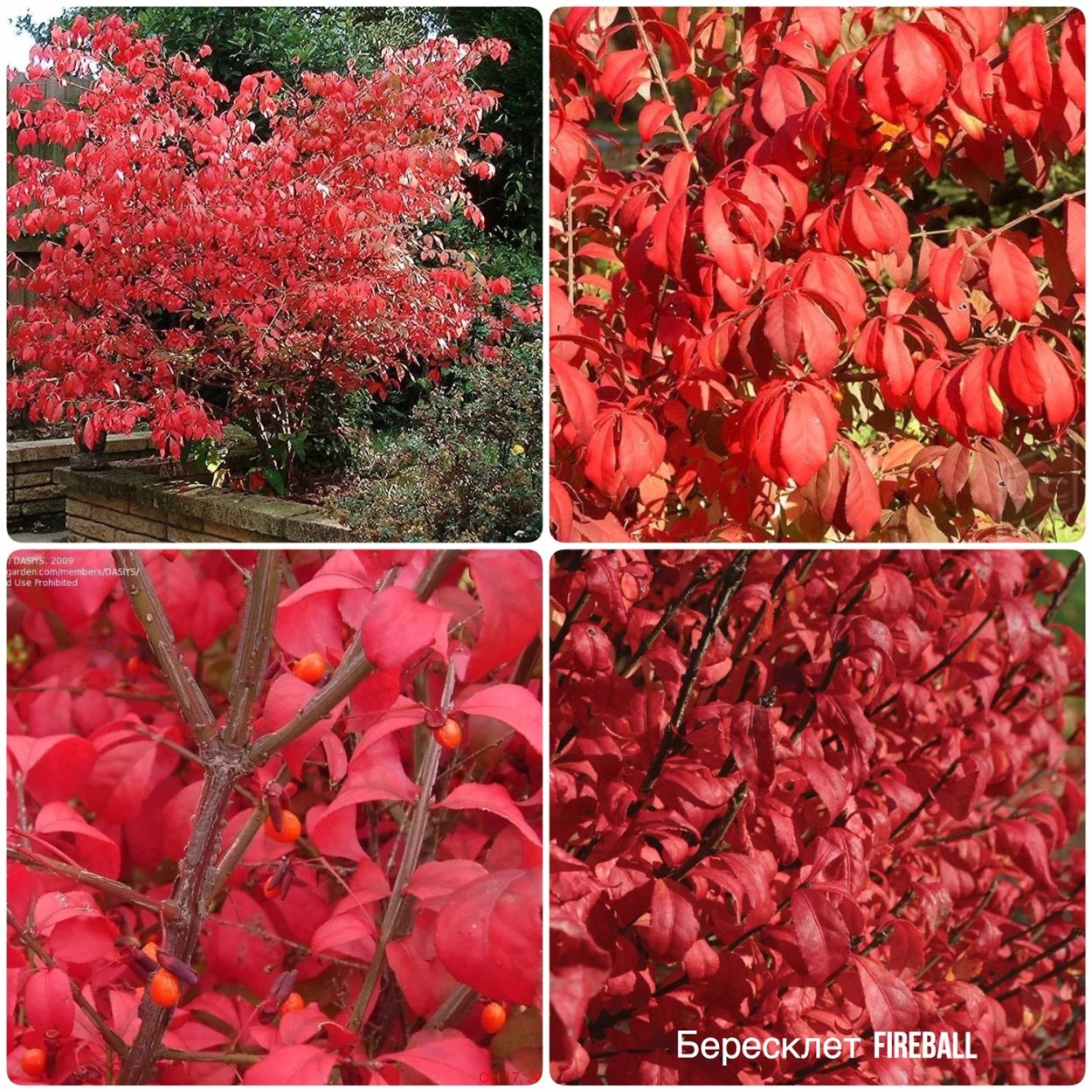 Бересклет крылатый Fireball