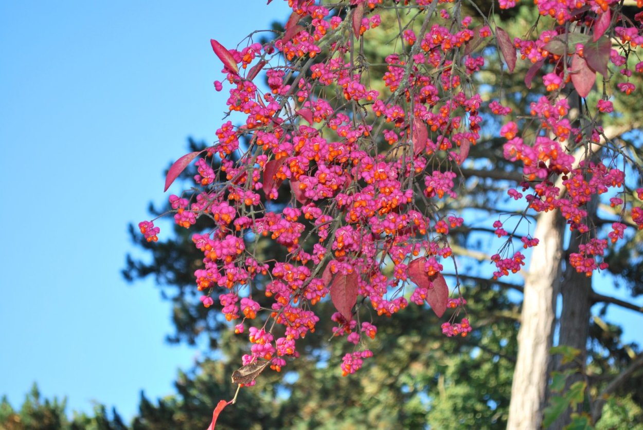Бересклет Европейский ред Каскад Euonymus europaeus Red Cascade