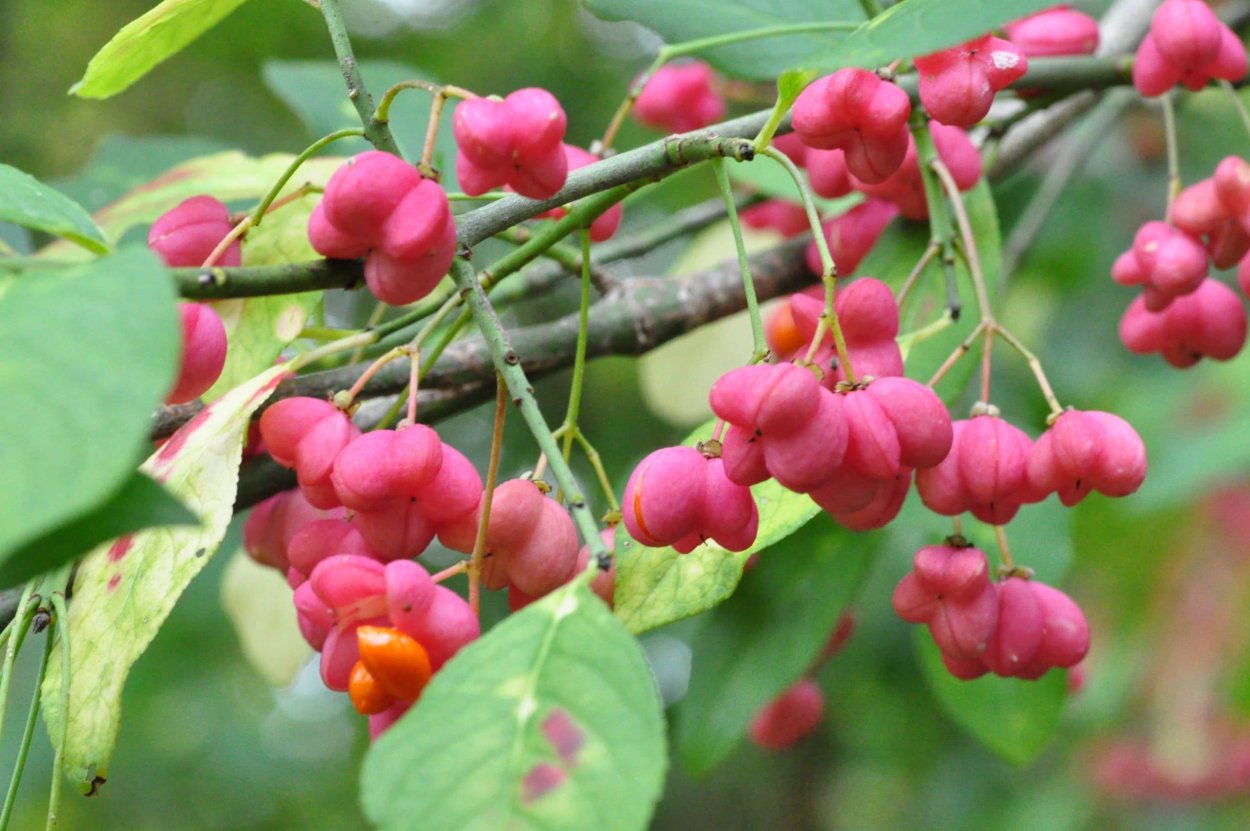 Бересклет Европейский (Euonymus europaeus)