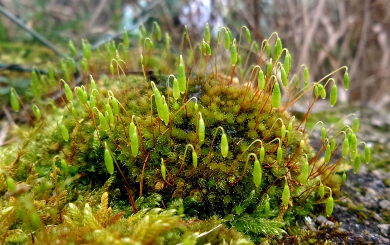 Листостебельные Бриевые мхи