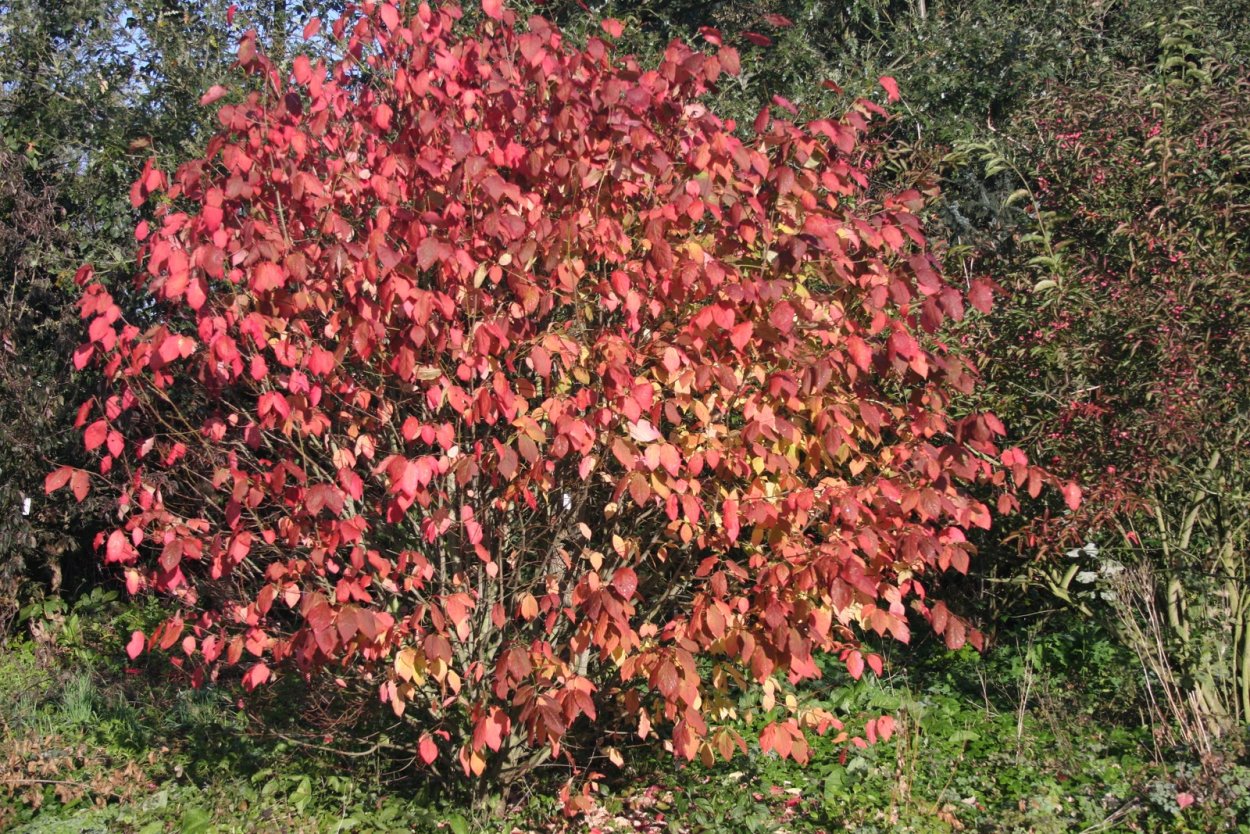 Бересклет Euonymus PLANIPES
