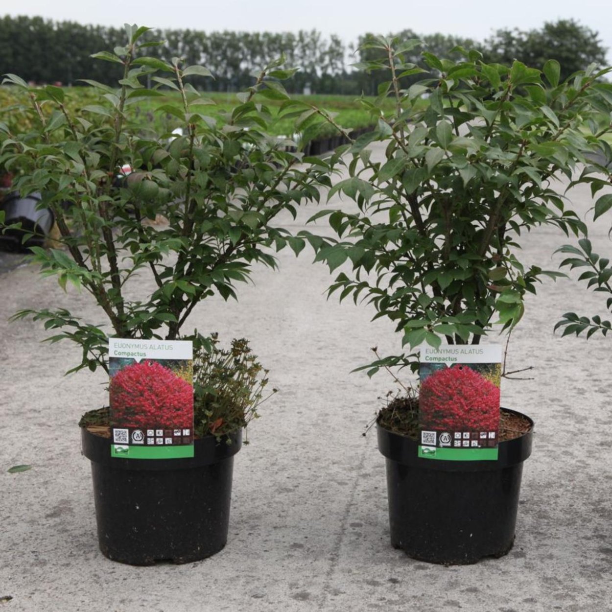 Бересклет Компактус