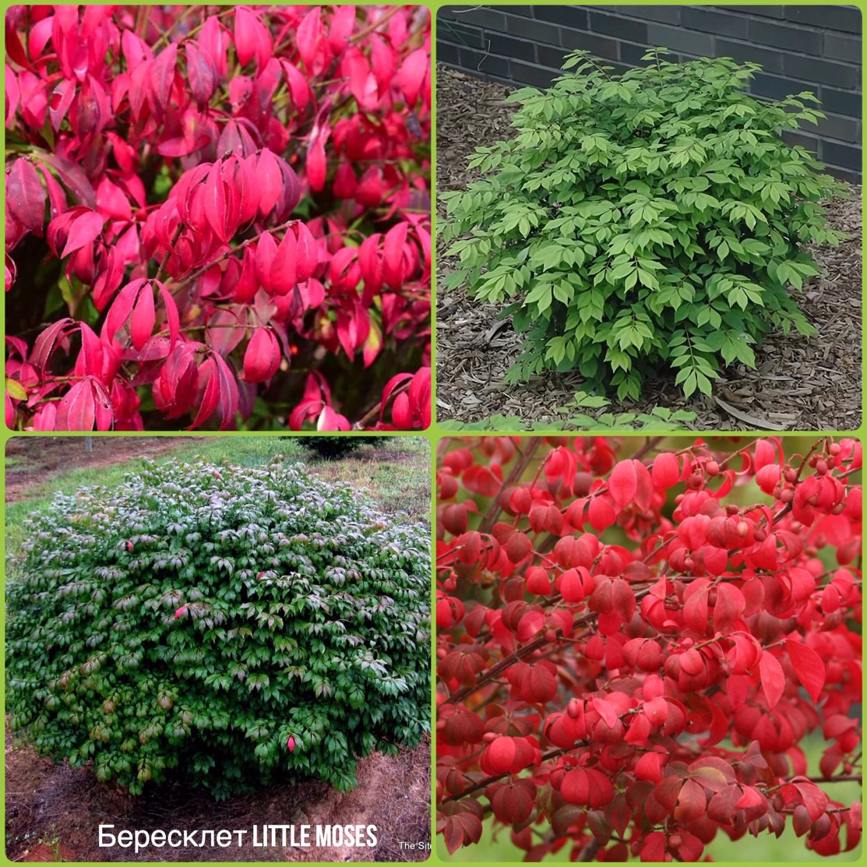 Бересклет Компактус