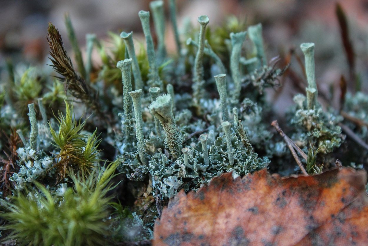 Папоротник Олений мох