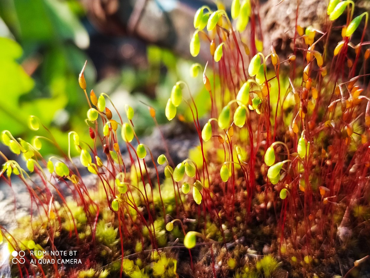 Зубцы артодонтного перистого мха под Сэм