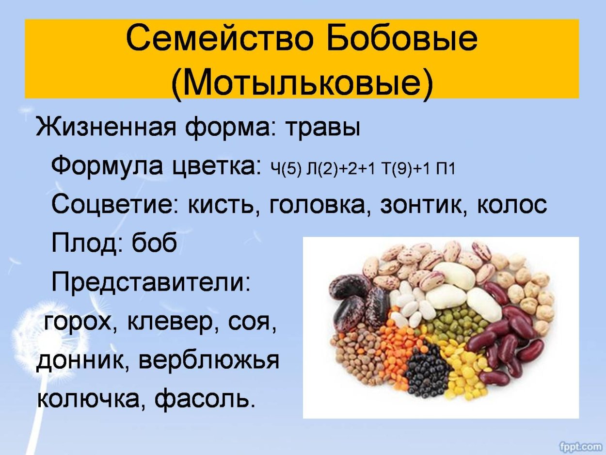 Семейство Мотыльковые бобовые