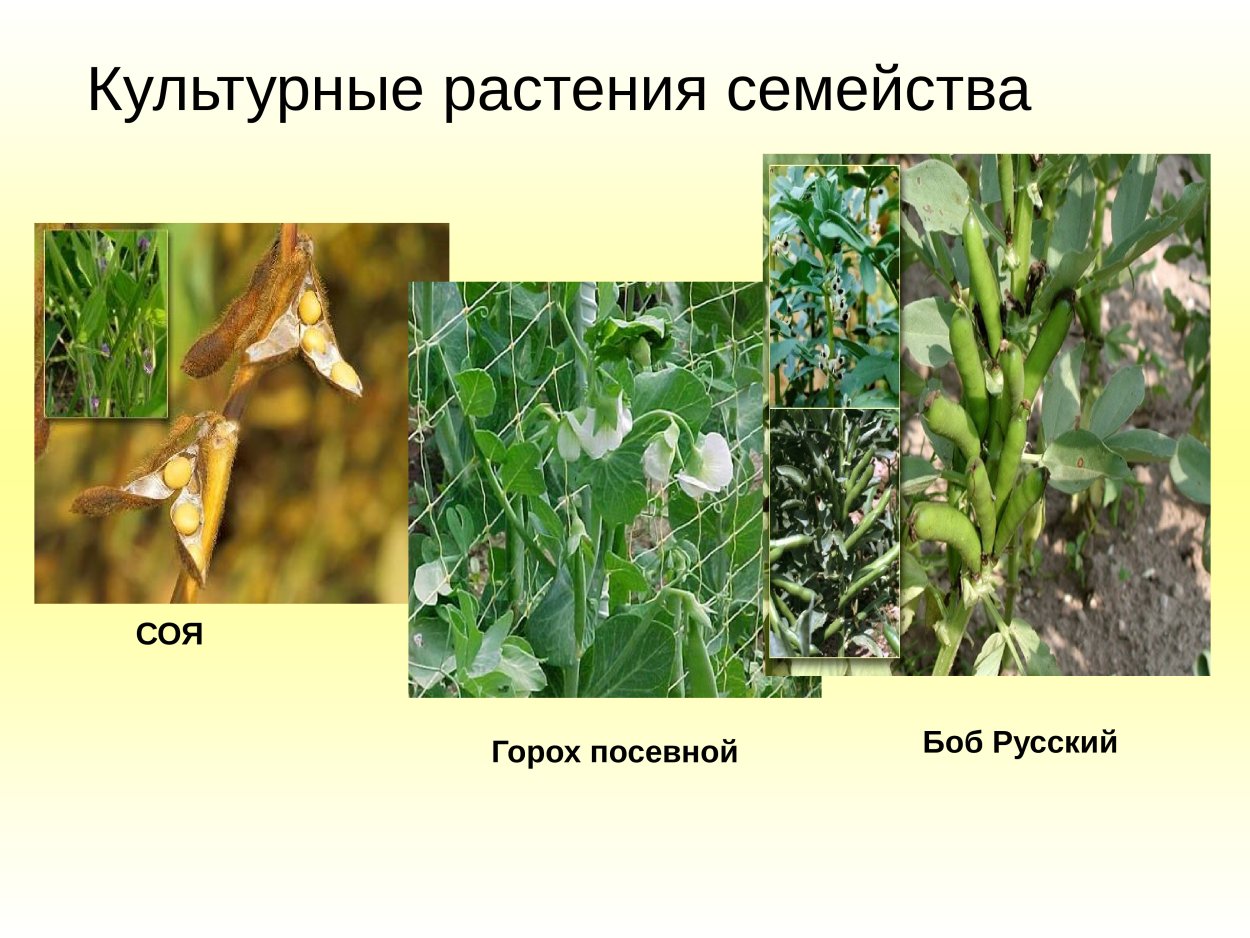 Двудольные растения бобовые