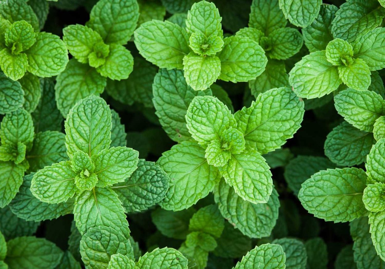 Мята перечная (Mentha piperita)