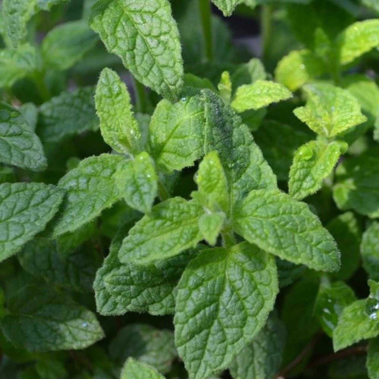 Мята Земляничная ( Mentha species Erdbeerminze)