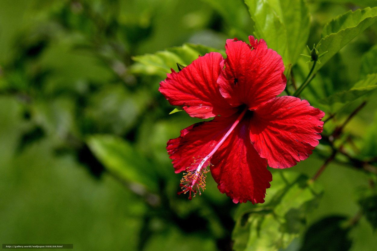 Каркаде (гибискус)