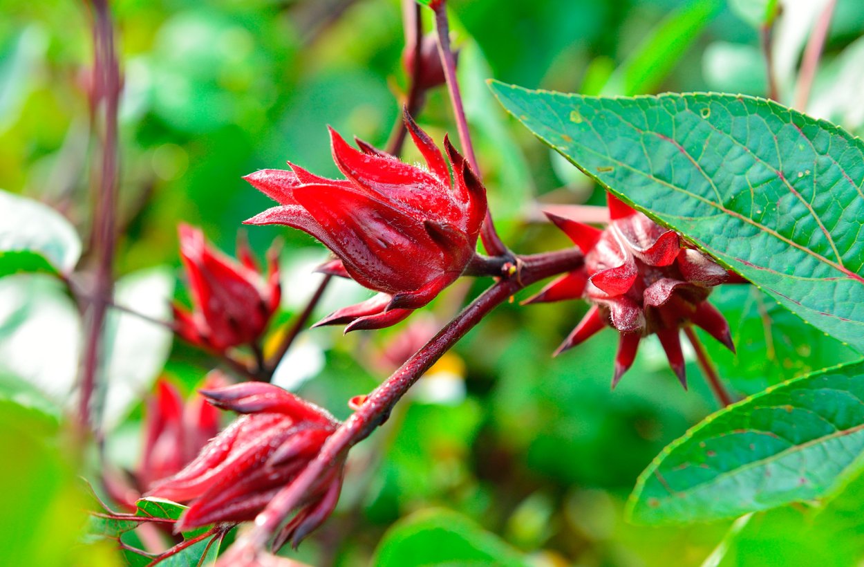 Каркаде гибискус сабдариффа
