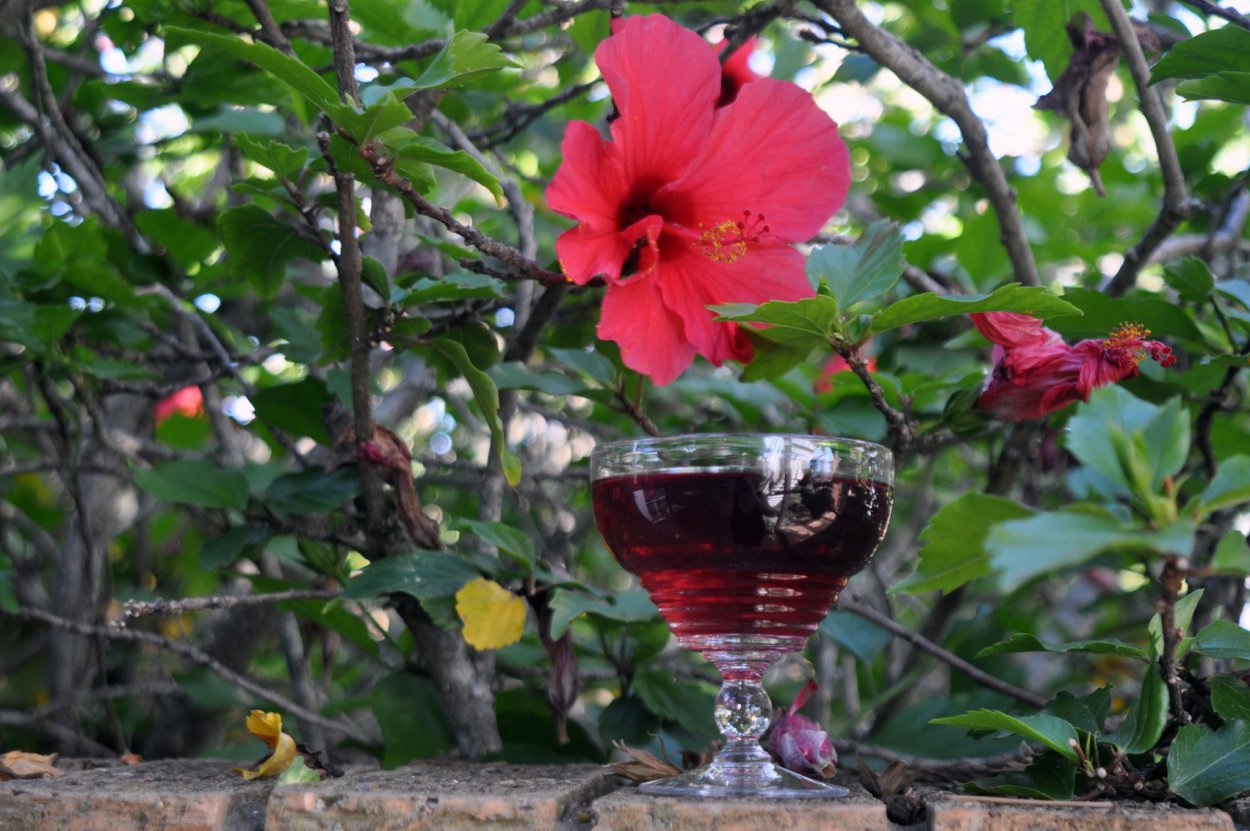 Каркаде дерево