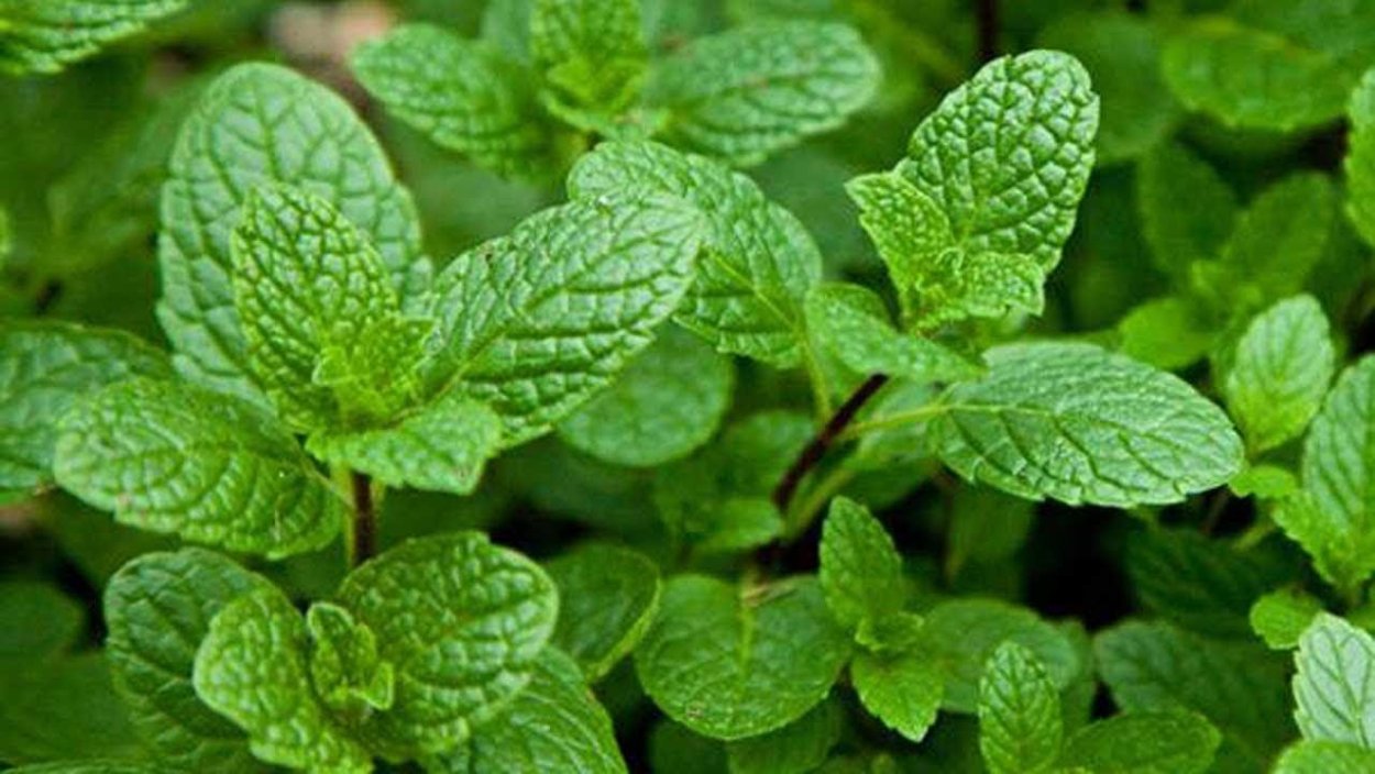 Мята Пудина