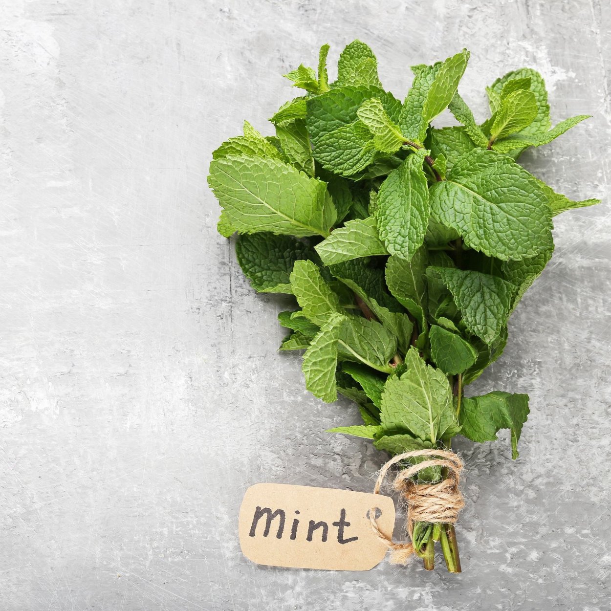 Мята имбирная зеленые листья