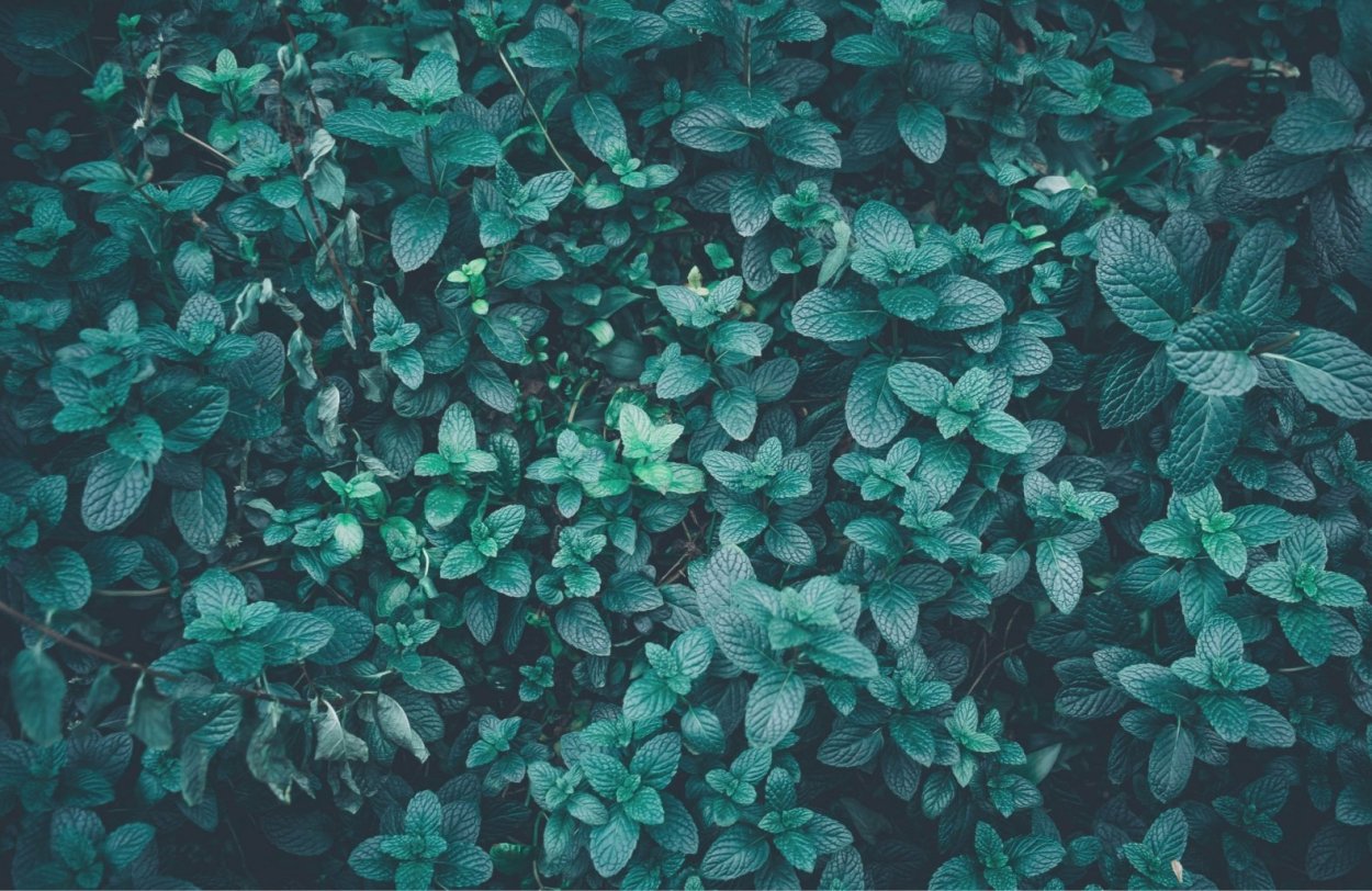 Темная мята