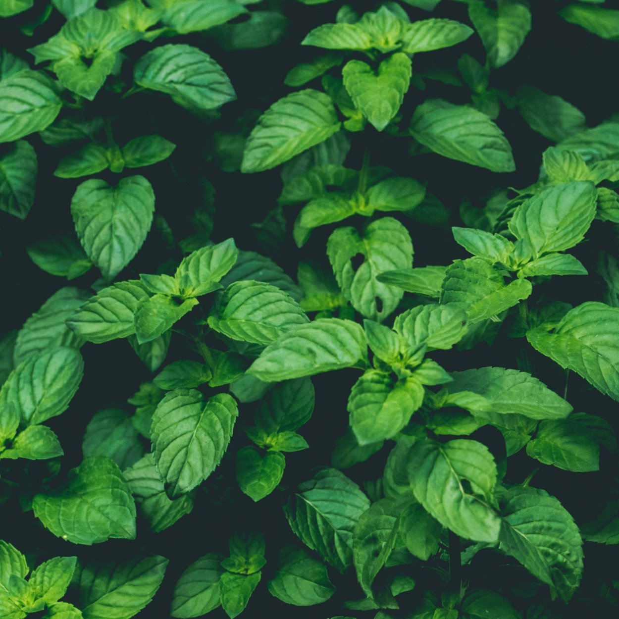 Мята на рабочий стол