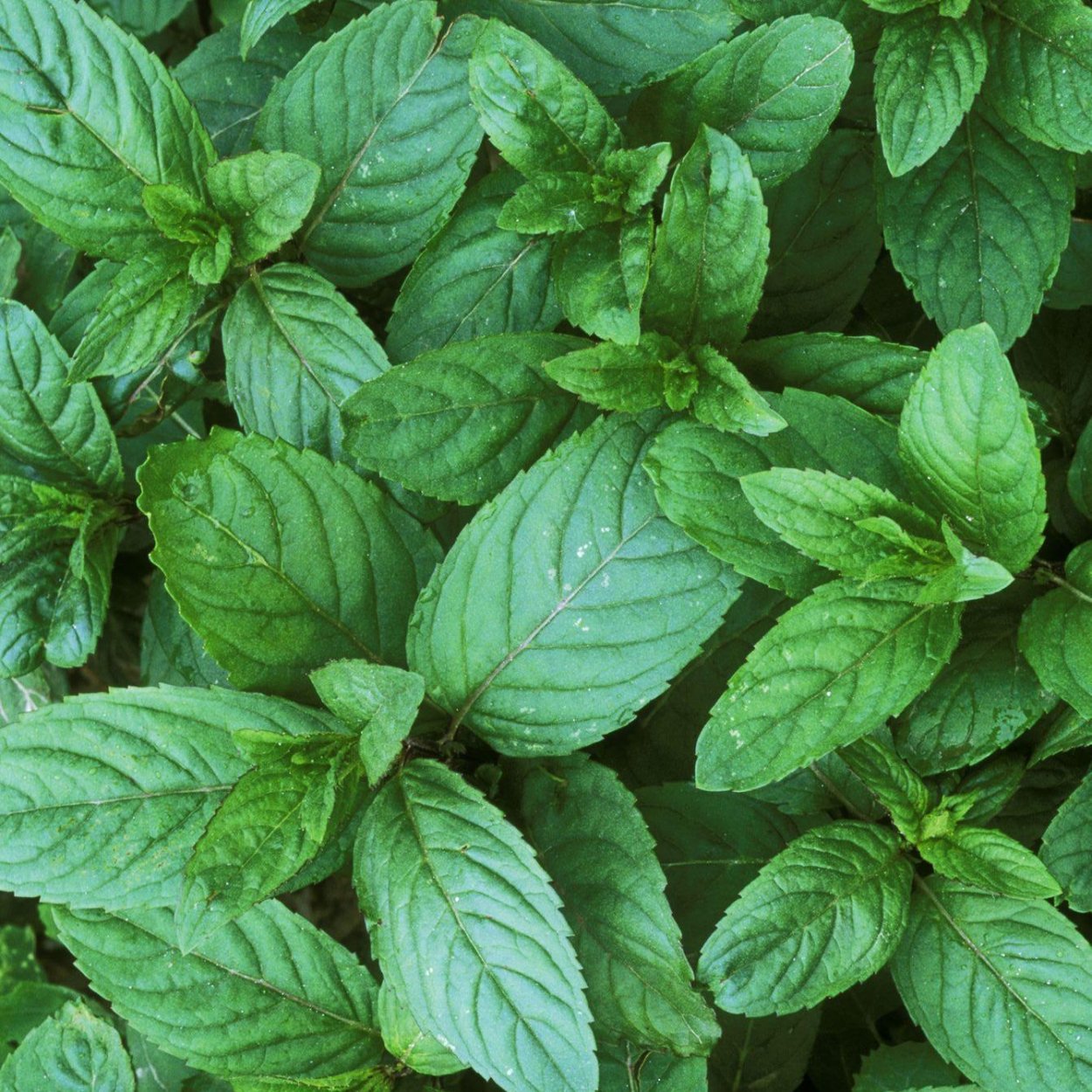 Мята круглолистная