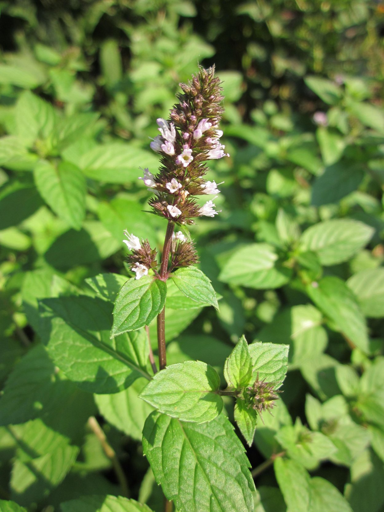 Мята перечная растение